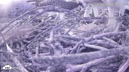 Pleasant Hill Lake Ospreys Live Nest Webcam - Jul 24, 2026, 6:33am EDT