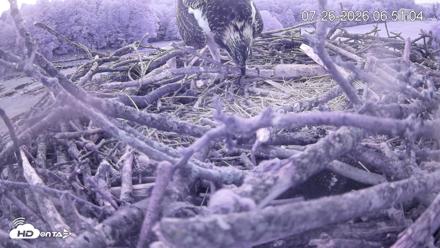 Pleasant Hill Lake Ospreys Live Nest Webcam - Jul 26, 2026, 6:50am EDT