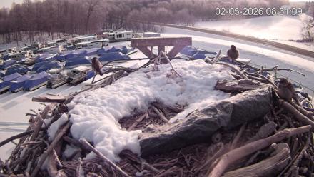 Pleasant Hill Lake Ospreys Live Nest Webcam - Feb 5, 2026, 8:51am EST