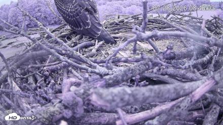 Pleasant Hill Lake Ospreys Live Nest Webcam - Jul 28, 2026, 8:41am EDT