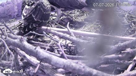 Pleasant Hill Lake Ospreys Live Nest Webcam - Jul 7, 2026, 11:31am EDT