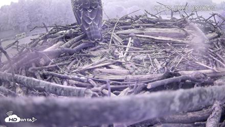 Pleasant Hill Lake Ospreys Live Nest Webcam - Jul 17, 2026, 8:04am EDT