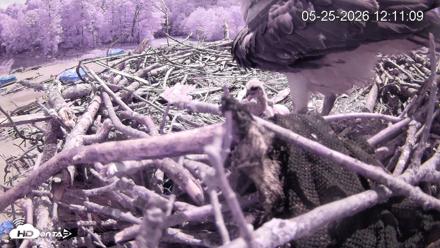 Pleasant Hill Lake Ospreys Live Nest Webcam - May 25, 2026, 12:12pm EDT