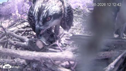 Pleasant Hill Lake Ospreys Live Nest Webcam - Jul 3, 2026, 12:12pm EDT