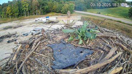 Pleasant Hill Lake Ospreys Live Nest Webcam - Sep 10, 2025, 6:32pm EDT