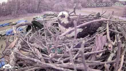 Pleasant Hill Lake Ospreys Live Nest Webcam - Apr 28, 2026, 10:26am EDT