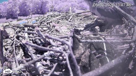 Pleasant Hill Lake Ospreys Live Nest Webcam - May 30, 2026, 1:48pm EDT