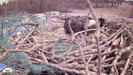 Pleasant Hill Lake Ospreys Live Nest Webcam - Apr 19, 2026, 2:14pm EDT