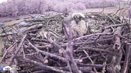 Pleasant Hill Lake Ospreys Live Nest Webcam - May 20, 2026, 6:02pm EDT