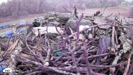 Pleasant Hill Lake Ospreys Live Nest Webcam - Apr 29, 2026, 11:07am EDT