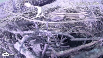 Pleasant Hill Lake Ospreys Live Nest Webcam - Jul 19, 2026, 7:34pm EDT