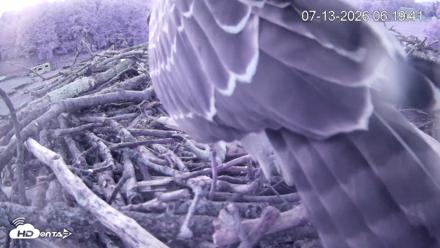 Pleasant Hill Lake Ospreys Live Nest Webcam - Jul 13, 2026, 6:20am EDT