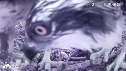 Pleasant Hill Lake Ospreys Live Nest Webcam - Jul 21, 2026, 8:46am EDT