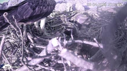Pleasant Hill Lake Ospreys Live Nest Webcam - Jun 4, 2026, 8:22pm EDT