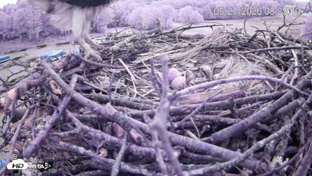 Pleasant Hill Lake Ospreys Live Nest Webcam - May 23, 2026, 8:35am EDT