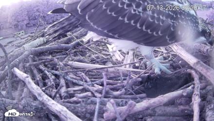 Pleasant Hill Lake Ospreys Live Nest Webcam - Jul 13, 2026, 6:20am EDT