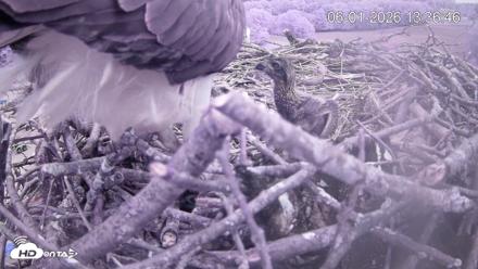 Pleasant Hill Lake Ospreys Live Nest Webcam - Jun 1, 2026, 1:36pm EDT