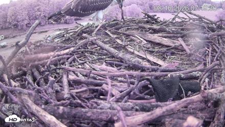 Pleasant Hill Lake Ospreys Live Nest Webcam - Aug 16, 2026, 7:19am EDT