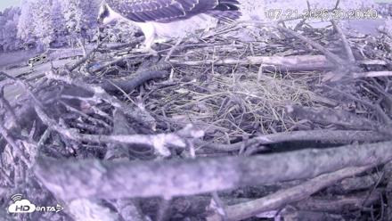 Pleasant Hill Lake Ospreys Live Nest Webcam - Jul 21, 2026, 8:20pm EDT