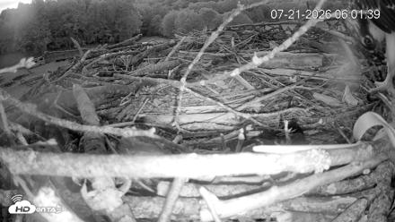 Pleasant Hill Lake Ospreys Live Nest Webcam - Jul 21, 2026, 6:01am EDT