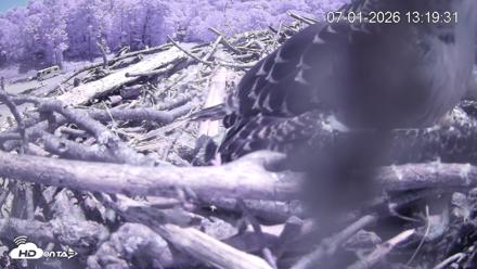 Pleasant Hill Lake Ospreys Live Nest Webcam - Jul 1, 2026, 1:19pm EDT