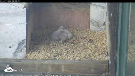 PA Peregrine Falcon Cam Live Webcam - May 7, 2026, 8:54am EDT