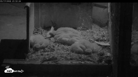 PA Peregrine Falcon Cam Live Webcam - May 17, 2026, 11:25pm EDT
