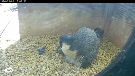 PA Peregrine Falcon Cam Live Webcam - May 2, 2026, 12:02pm EDT