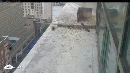 PA Peregrine Falcon Cam Live Webcam - Jul 11, 2026, 5:13pm EDT