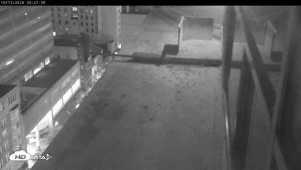 PA Peregrine Falcon Cam Live Webcam - Oct 13, 2026, 8:25pm EDT