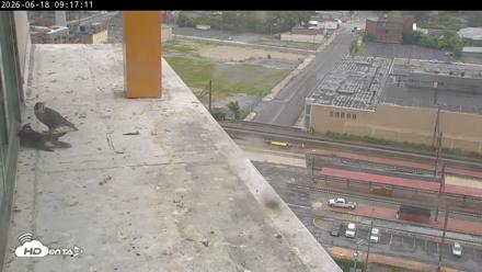 PA Peregrine Falcon Cam Live Webcam - Jun 18, 2026, 9:30am EDT
