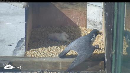PA Peregrine Falcon Cam Live Webcam - May 5, 2026, 9:32am EDT