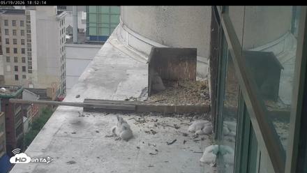 PA Peregrine Falcon Cam Live Webcam - May 19, 2026, 6:45pm EDT