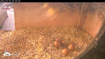PA Peregrine Falcon Cam Live Webcam - Apr 28, 2026, 6:00am EDT