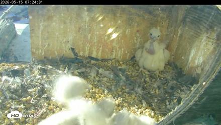 PA Peregrine Falcon Cam Live Webcam - May 15, 2026, 7:17am EDT
