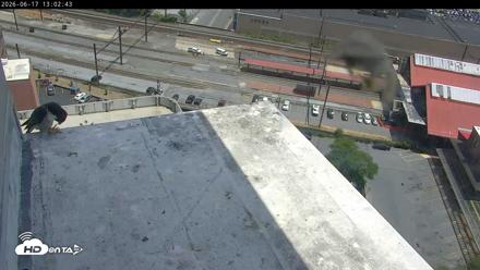 PA Peregrine Falcon Cam Live Webcam - Jun 17, 2026, 12:53pm EDT