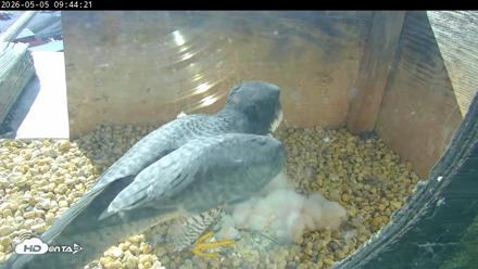 PA Peregrine Falcon Cam Live Webcam - May 5, 2026, 9:36am EDT