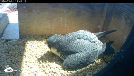 PA Peregrine Falcon Cam Live Webcam - May 1, 2026, 1:33pm EDT