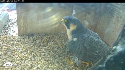 PA Peregrine Falcon Cam Live Webcam - Aug 31, 2026, 8:45am EDT