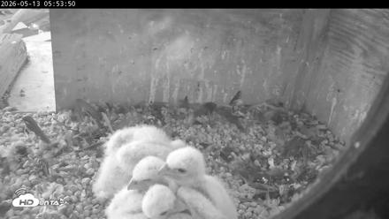PA Peregrine Falcon Cam Live Webcam - May 13, 2026, 5:46am EDT