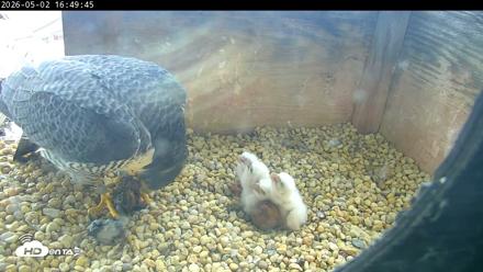 PA Peregrine Falcon Cam Live Webcam - May 2, 2026, 4:42pm EDT