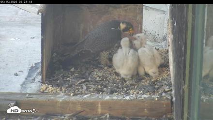 PA Peregrine Falcon Cam Live Webcam - May 15, 2026, 6:16am EDT