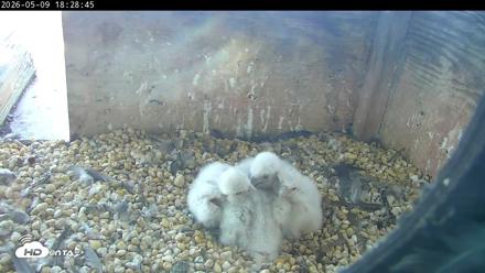 PA Peregrine Falcon Cam Live Webcam - May 9, 2026, 6:21pm EDT