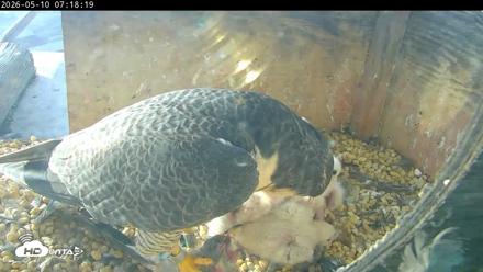 PA Peregrine Falcon Cam Live Webcam - May 10, 2026, 7:11am EDT