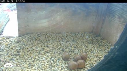 PA Peregrine Falcon Cam Live Webcam - Apr 24, 2026, 1:24pm EDT