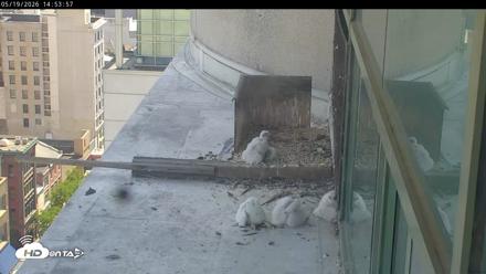 PA Peregrine Falcon Cam Live Webcam - May 19, 2026, 2:47pm EDT