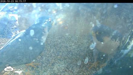 PA Peregrine Falcon Cam Live Webcam - Oct 23, 2026, 8:12am EDT