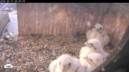 PA Peregrine Falcon Cam Live Webcam - May 17, 2026, 5:40am EDT
