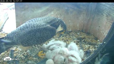 PA Peregrine Falcon Cam Live Webcam - May 10, 2026, 12:50pm EDT