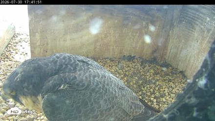PA Peregrine Falcon Cam Live Webcam - Jul 30, 2026, 5:34pm EDT